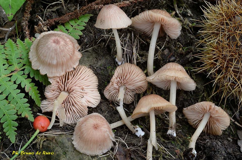 Entoloma reinwaldii Noord. & Hauskn. BGMB 43 (3) : 26 (2000)